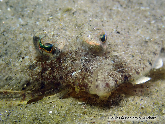 Arnoglosse de thor - Arnoglossus thori - Benjamin Guichard - BioObs