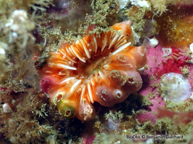 Madrepore dent de chien - Caryophyllia (Caryophyllia) smithii - Benjamin Guichard - BioObs