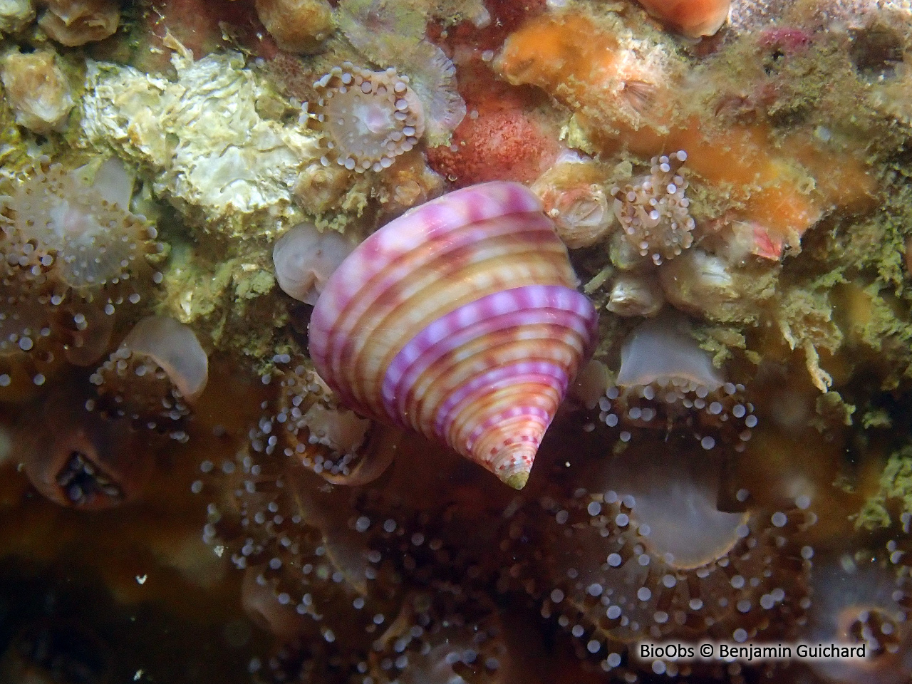 Troque jujube - Calliostoma zizyphinum - Benjamin Guichard - BioObs