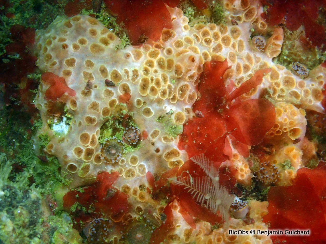 Eponge à cratères - Hemimycale columella - Benjamin Guichard - BioObs