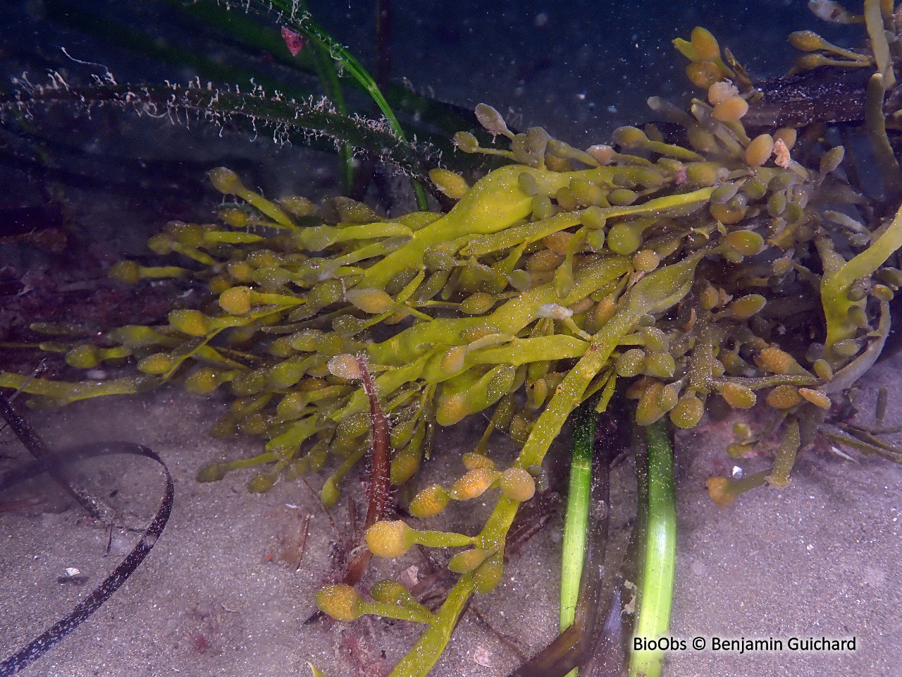 Ascophylle - Ascophyllum nodosum - Benjamin Guichard - BioObs