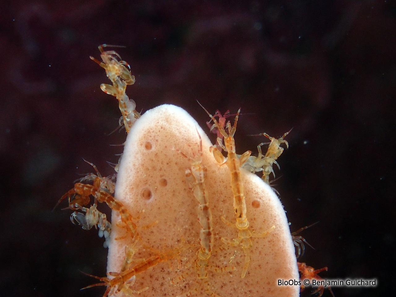 Caprelle japonaise - Caprella mutica - Benjamin Guichard - BioObs