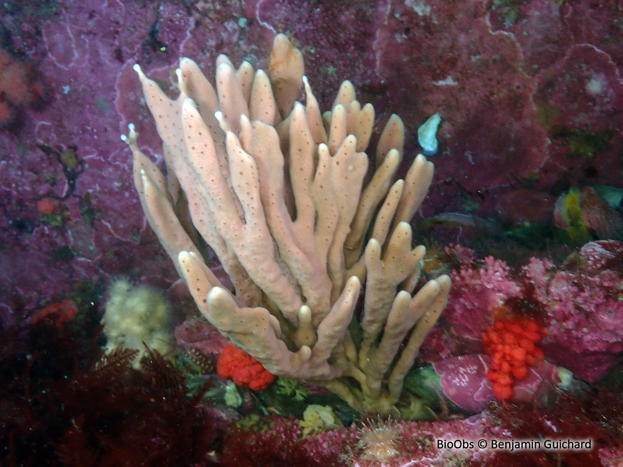 Chaline oculée - Haliclona (Haliclona) oculata - Benjamin Guichard - BioObs