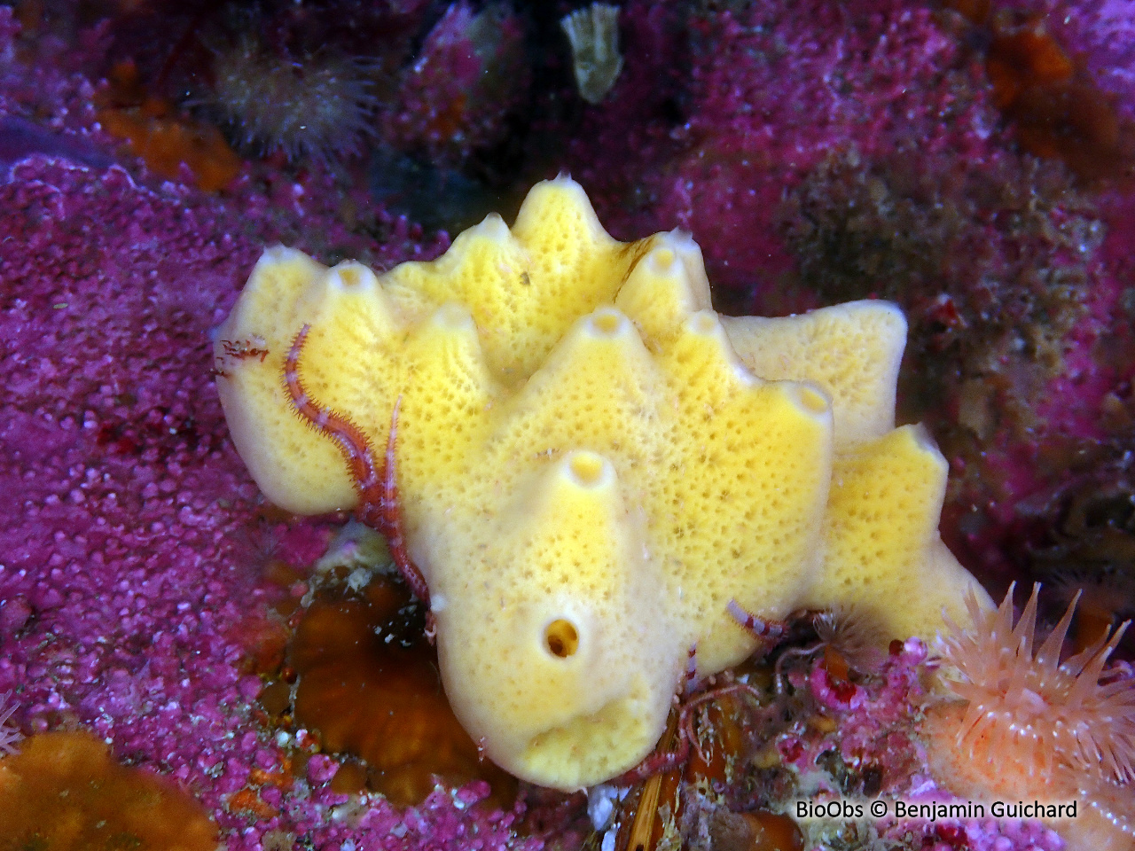 Eponge mie de pain - Halichondria (Halichondria) panicea - Benjamin Guichard - BioObs