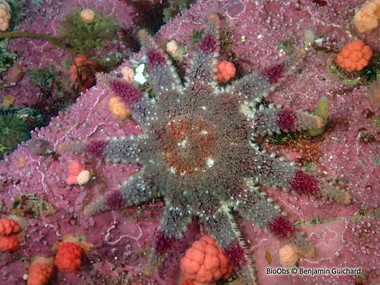 Crachat d'amiral - Crossaster papposus - Benjamin Guichard - BioObs