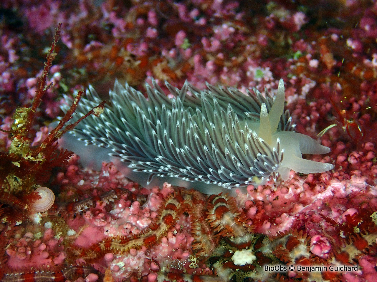 Flabelline gracile - Coryphella gracilis - Benjamin Guichard - BioObs