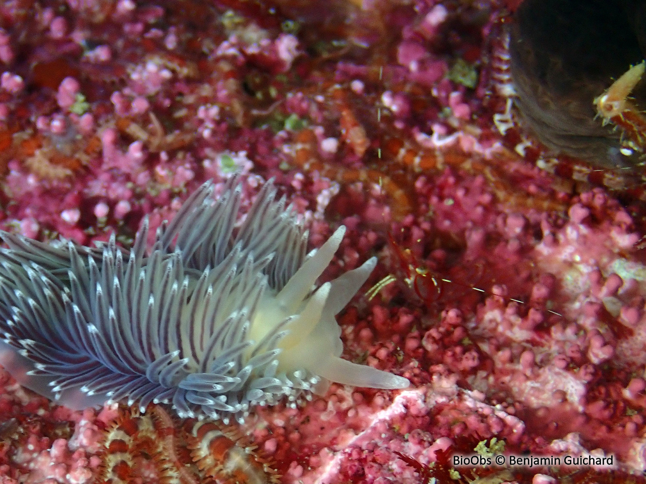 Crevette striée - Pandalus montagui - Benjamin Guichard - BioObs