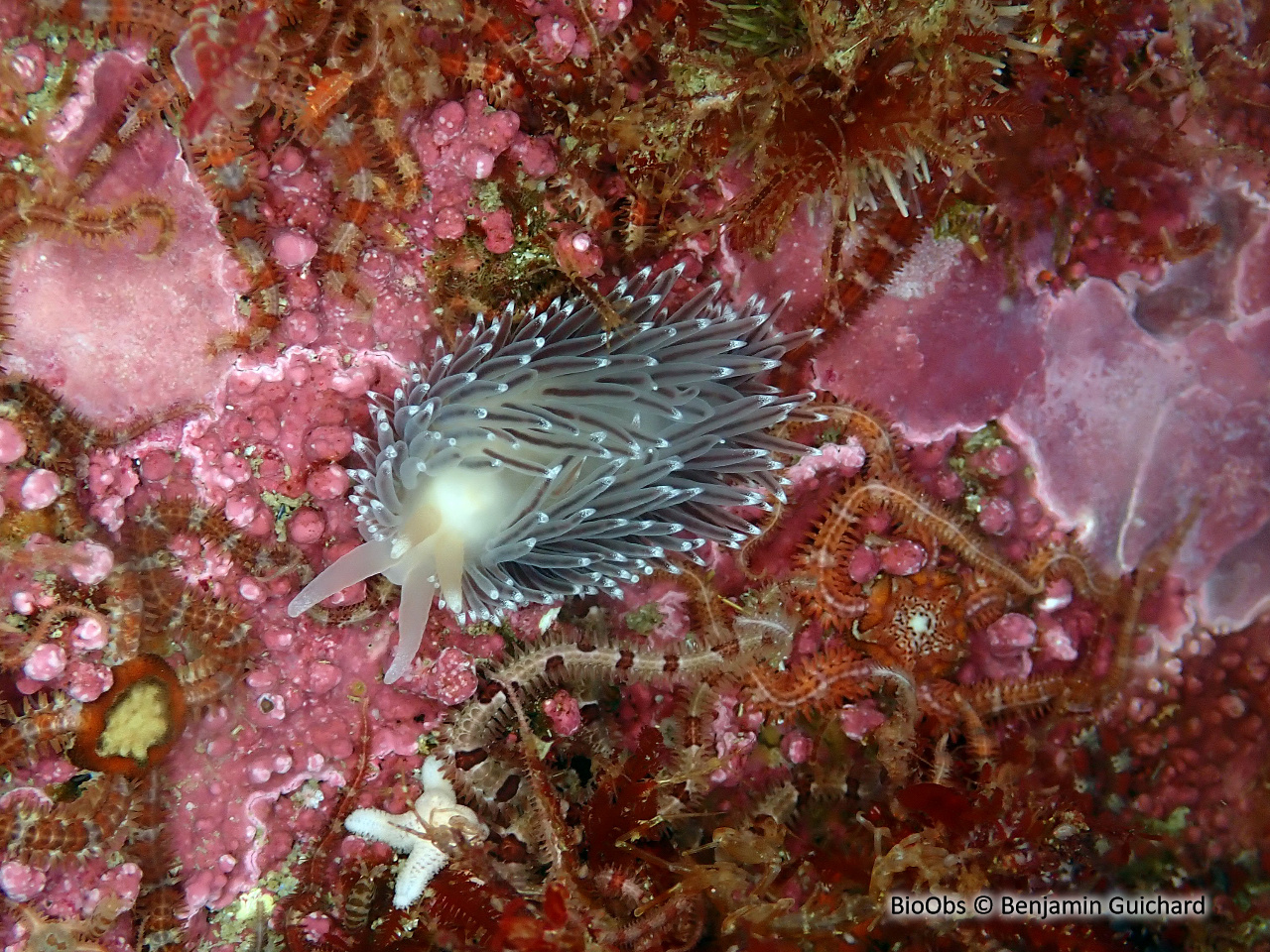 Flabelline gracile - Coryphella gracilis - Benjamin Guichard - BioObs