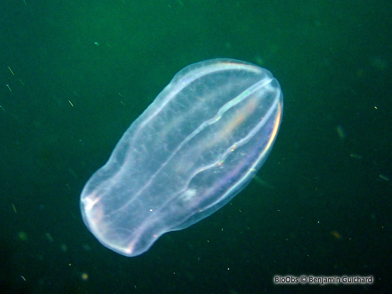 Béroé ovale - Beroe ovata - Benjamin Guichard - BioObs