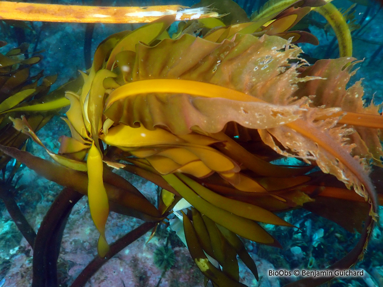 Laminaire ailée - Alaria esculenta - Benjamin Guichard - BioObs