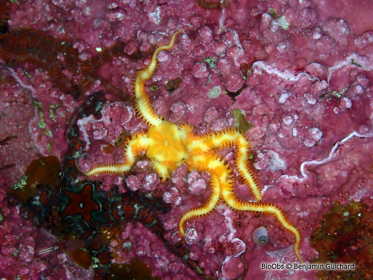 Ophiure-pâquerette - Ophiopholis aculeata - Benjamin Guichard - BioObs