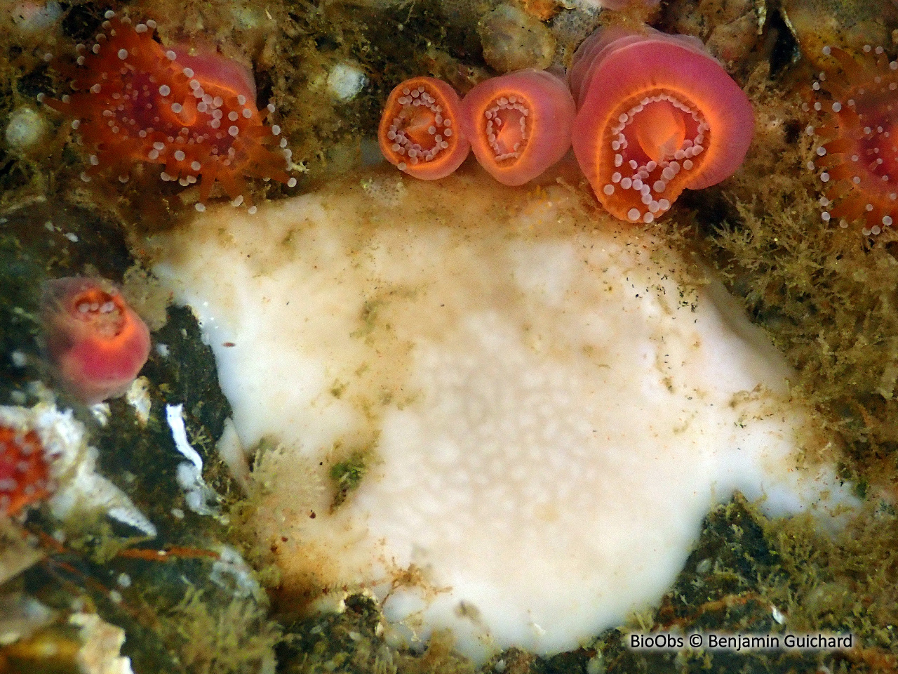 Eponge encroûtante blanche - Thymosia guernei - Benjamin Guichard - BioObs
