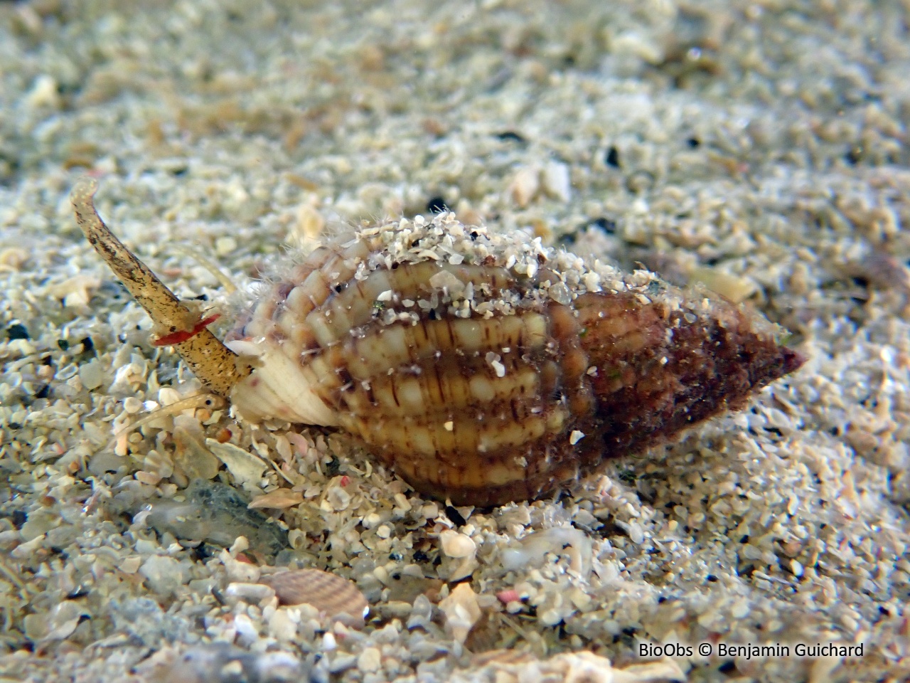 Nasse réticulée - Tritia reticulata - Benjamin Guichard - BioObs