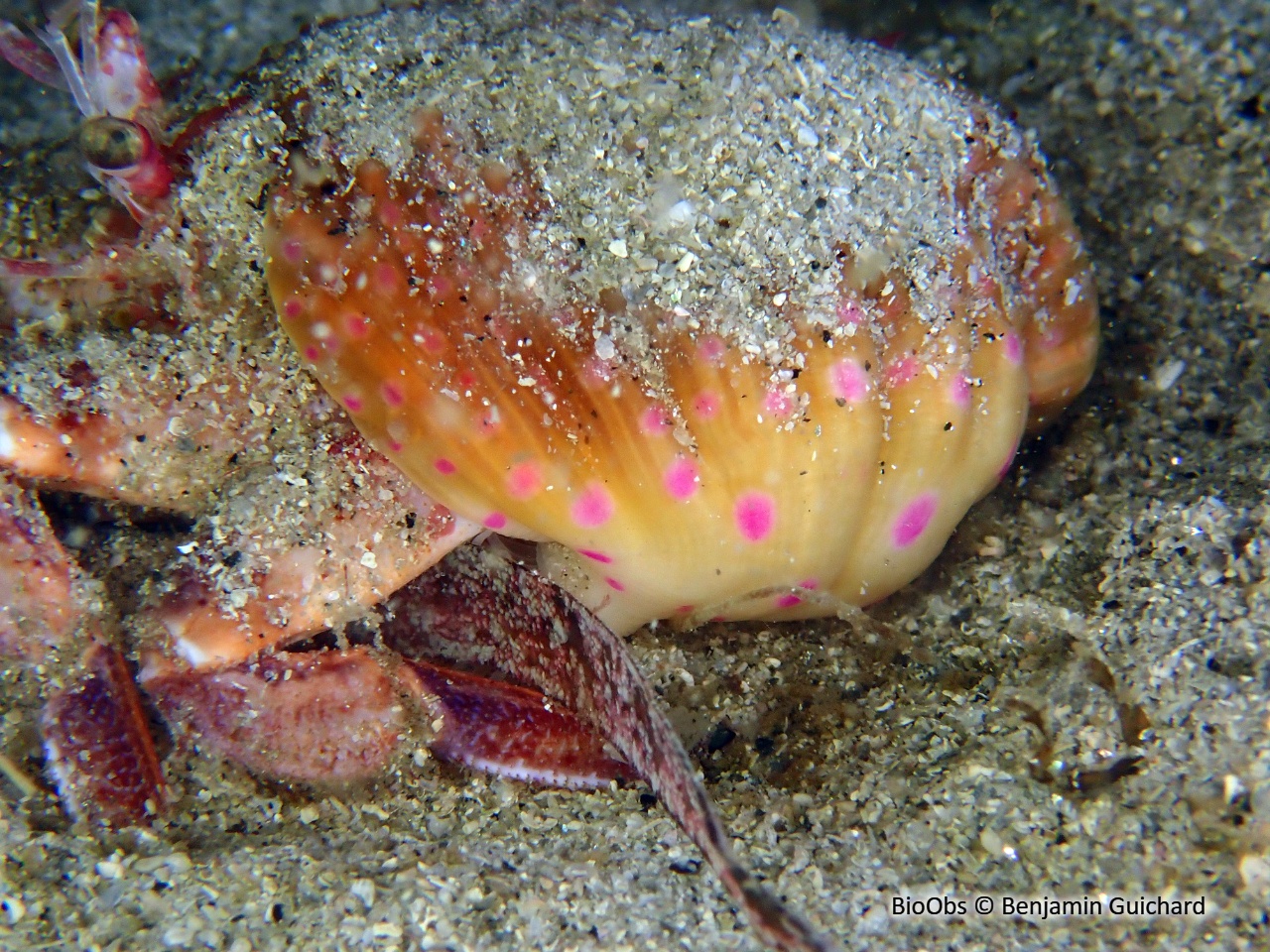 Anémone commensale - Adamsia palliata - Benjamin Guichard - BioObs