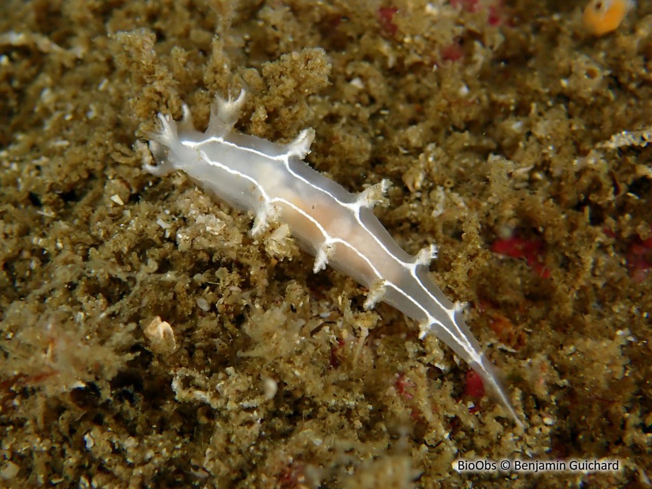 Tritonie rayée - Duvaucelia lineata - Benjamin Guichard - BioObs