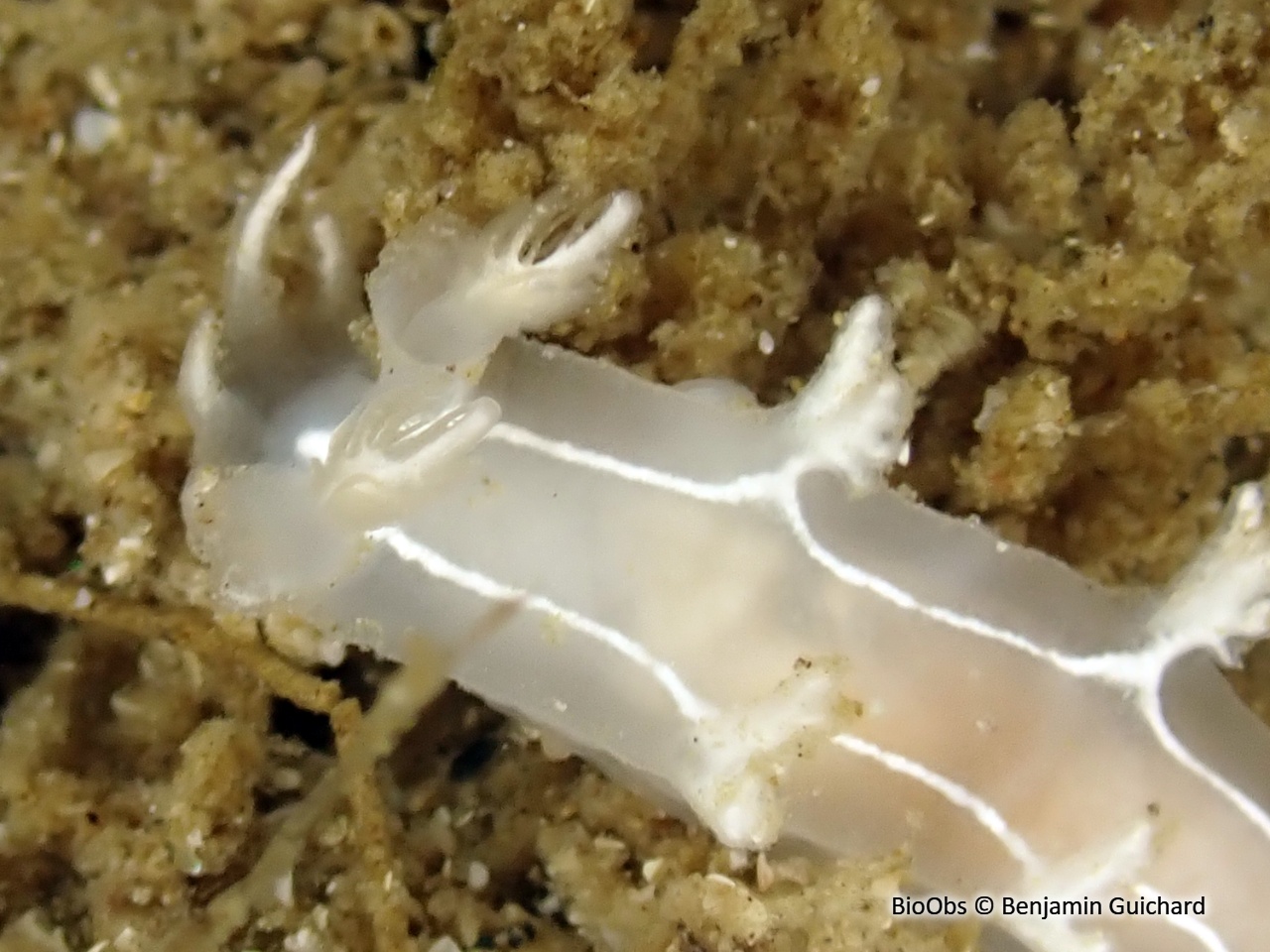 Tritonie rayée - Duvaucelia lineata - Benjamin Guichard - BioObs