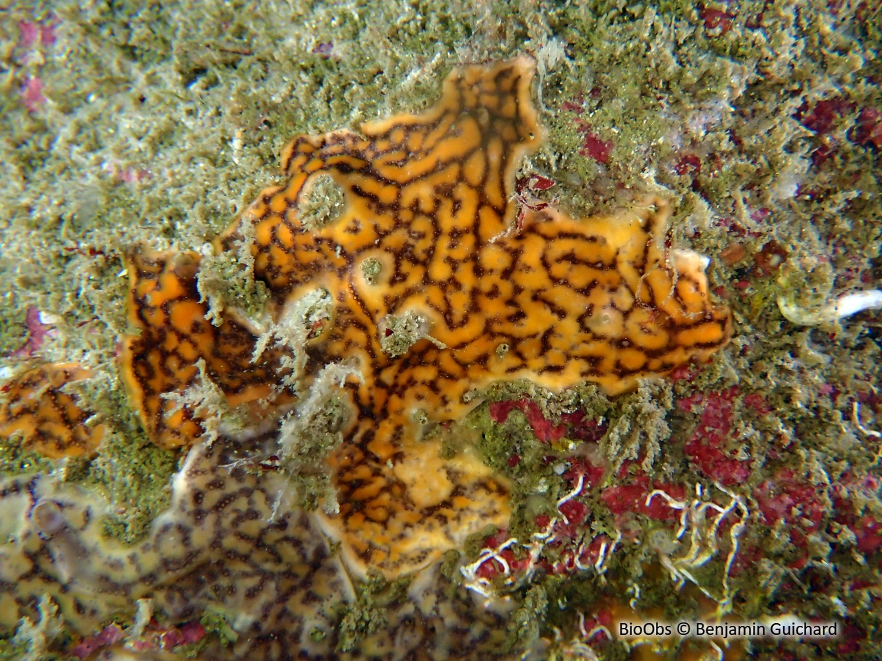 Didemne coriace - Didemnum coriaceum - Benjamin Guichard - BioObs