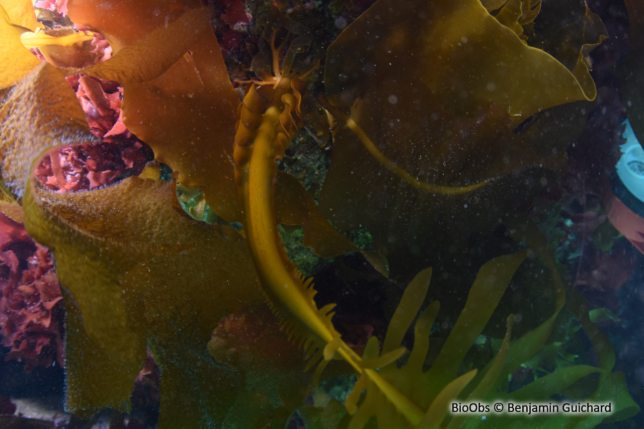 Wakamé - Undaria pinnatifida - Benjamin Guichard - BioObs