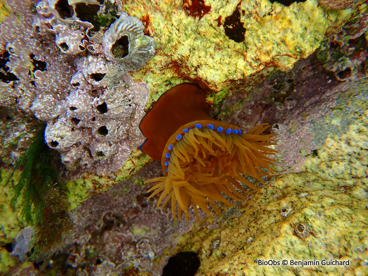 Tomate de mer de l'Atlantique - Actinia equina - Benjamin Guichard - BioObs