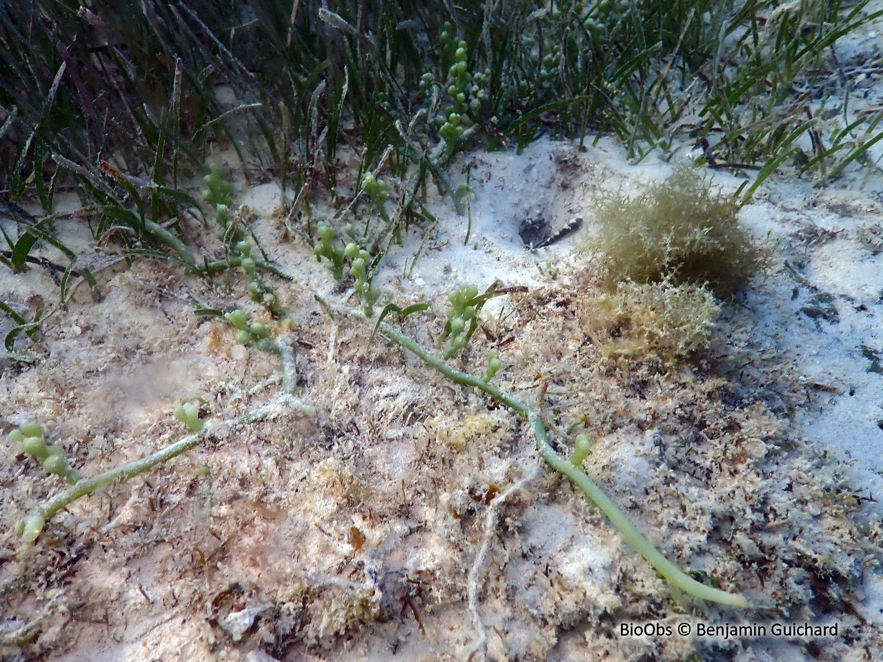 Caulerpe turbinata - Caulerpa racemosa var. turbinata - Benjamin Guichard - BioObs