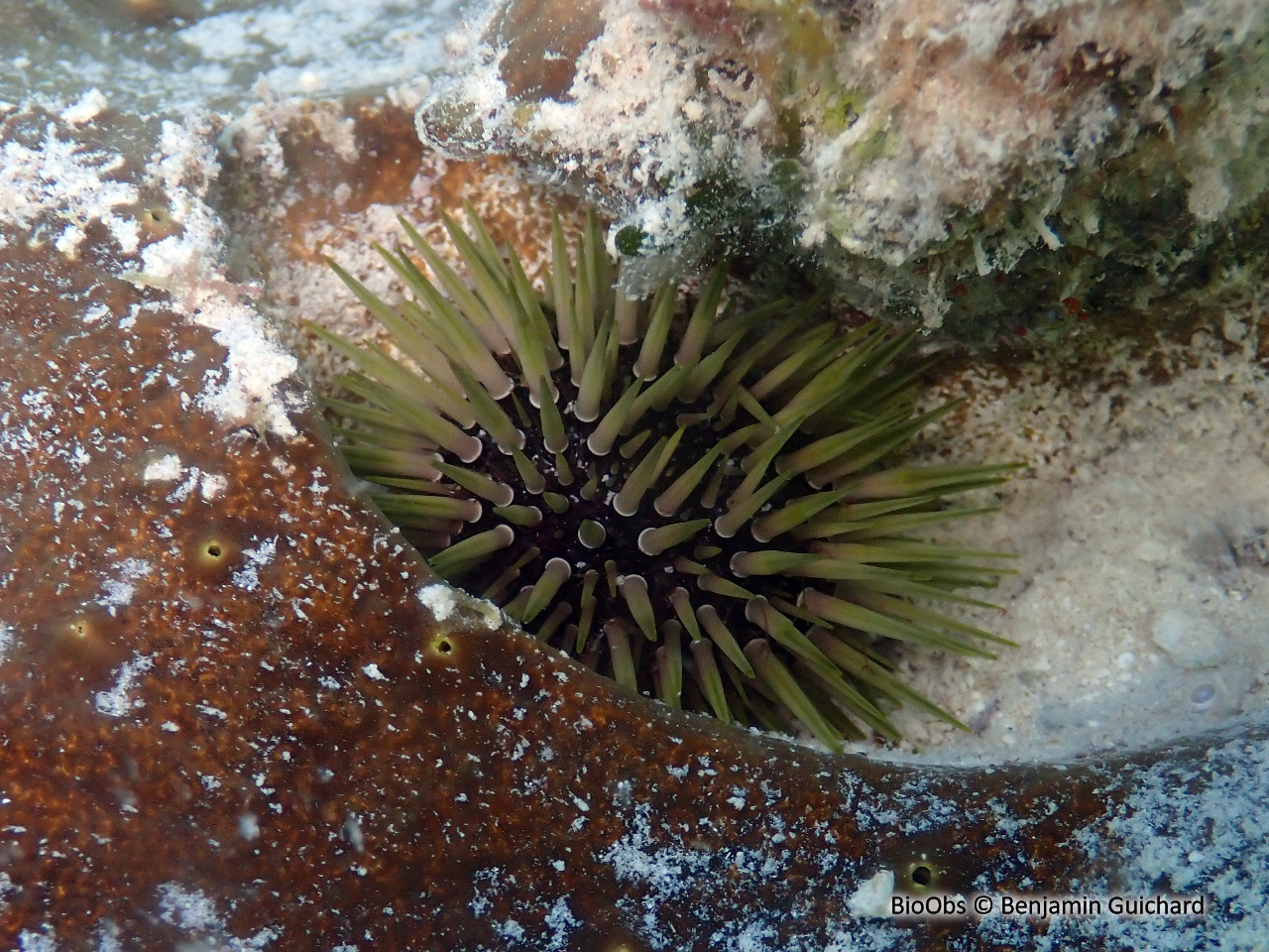 Oursin perforant - Echinometra mathaei - Benjamin Guichard - BioObs