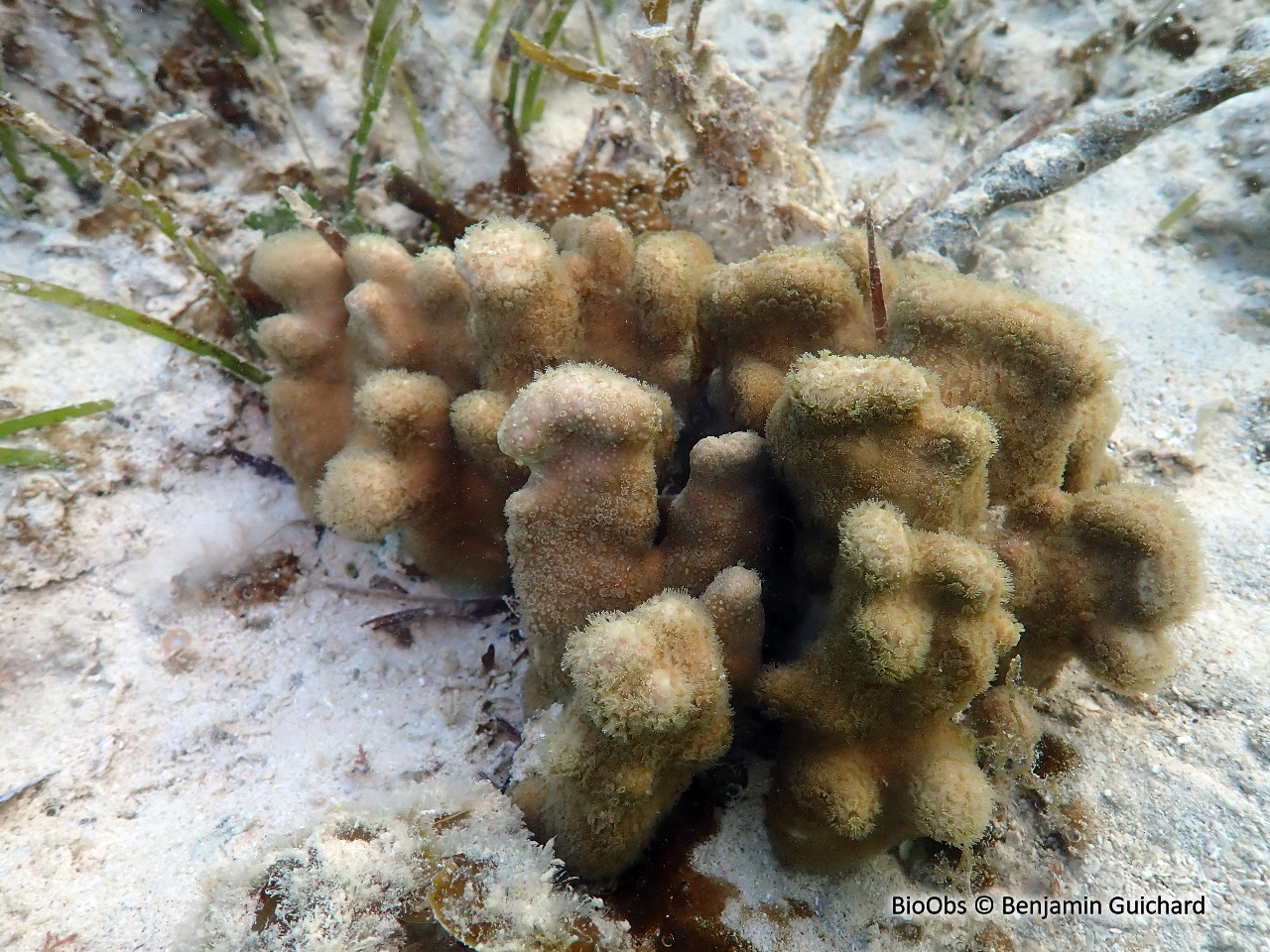 Pocillopore corne d'élan - Pocillopora grandis - Benjamin Guichard - BioObs