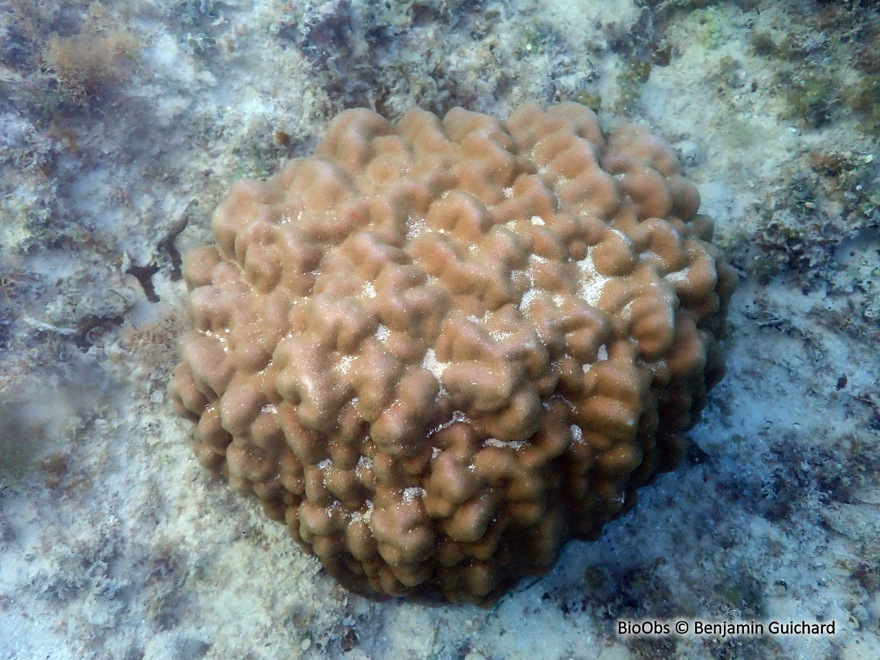 Corail-étoile lisse - Porites lobata - Benjamin Guichard - BioObs
