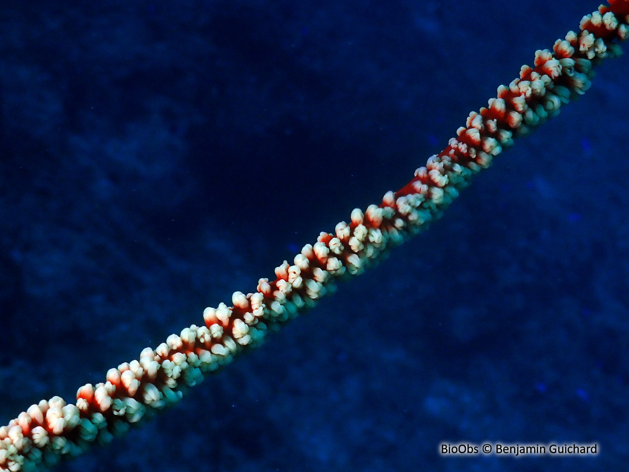 Corail fil-de-fer tordu - Cirrhipathes anguina - Benjamin Guichard - BioObs