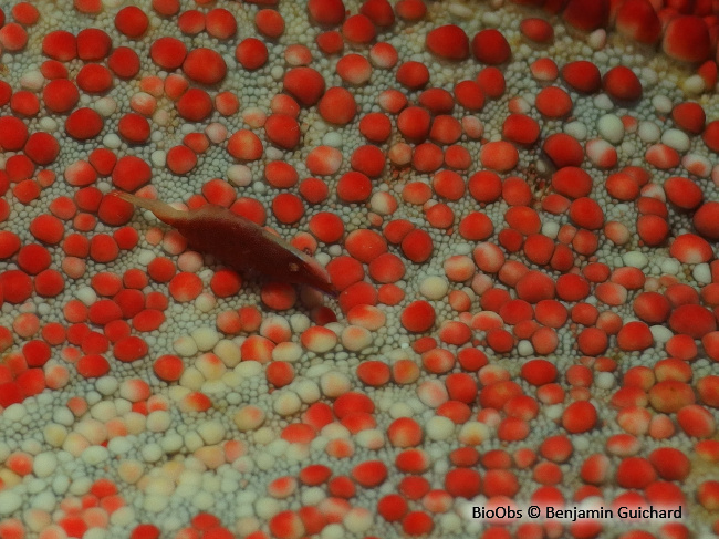 Crevette des astérides - Zenopontonia soror - Benjamin Guichard - BioObs