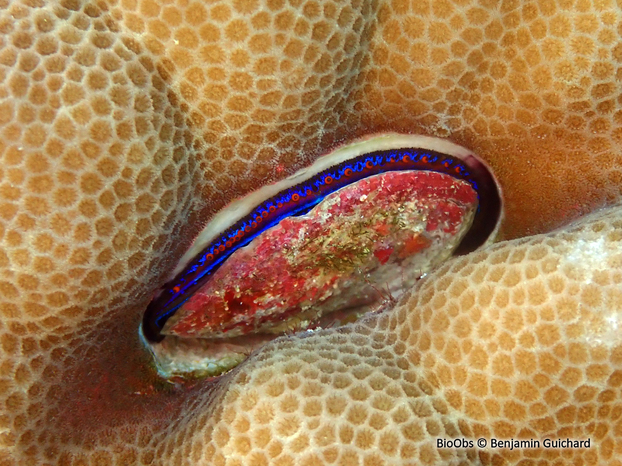 Huître corallicole - Pedum spondyloideum - Benjamin Guichard - BioObs