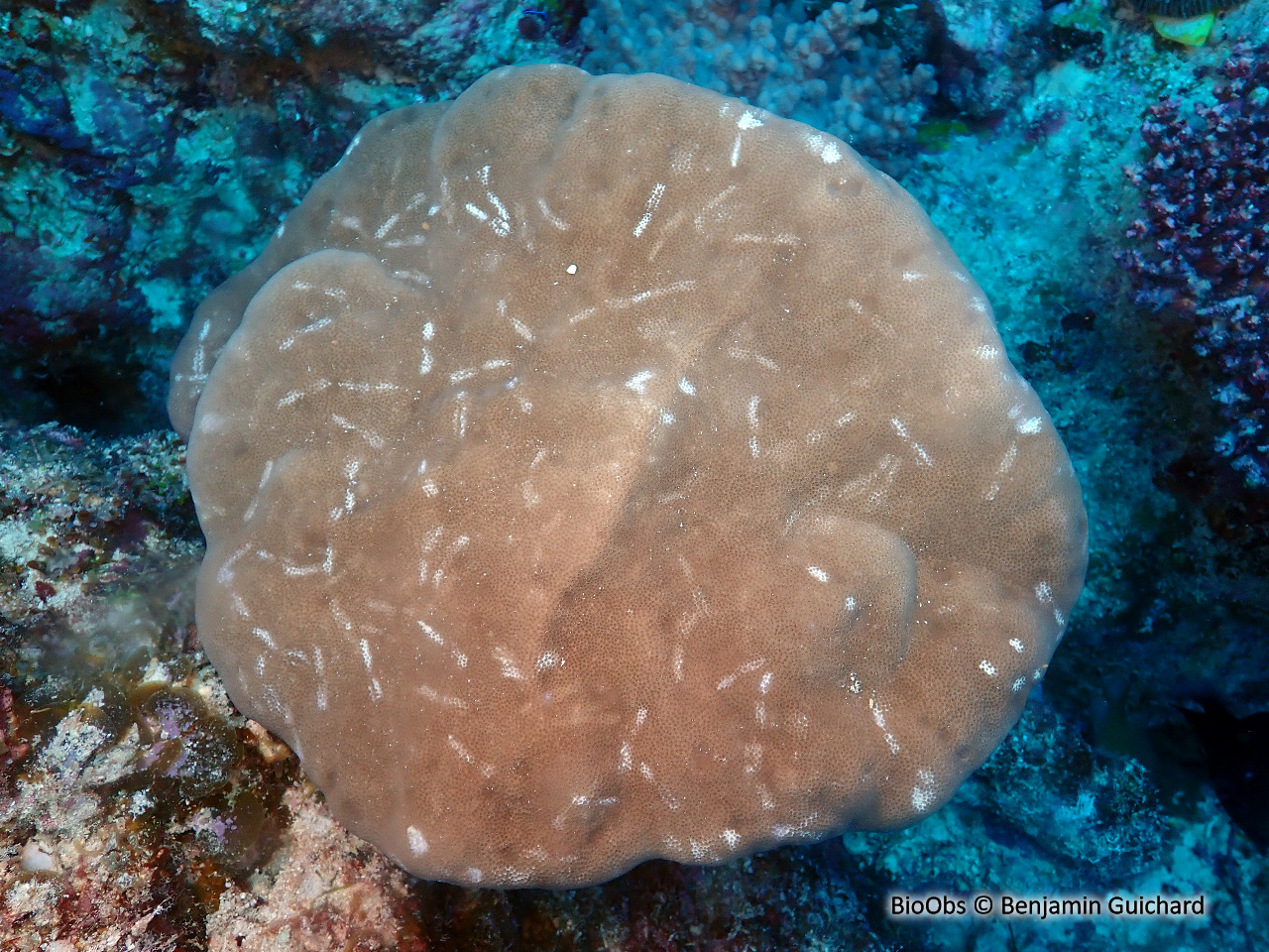 Porites (genre) - Porites sp - Benjamin Guichard - BioObs