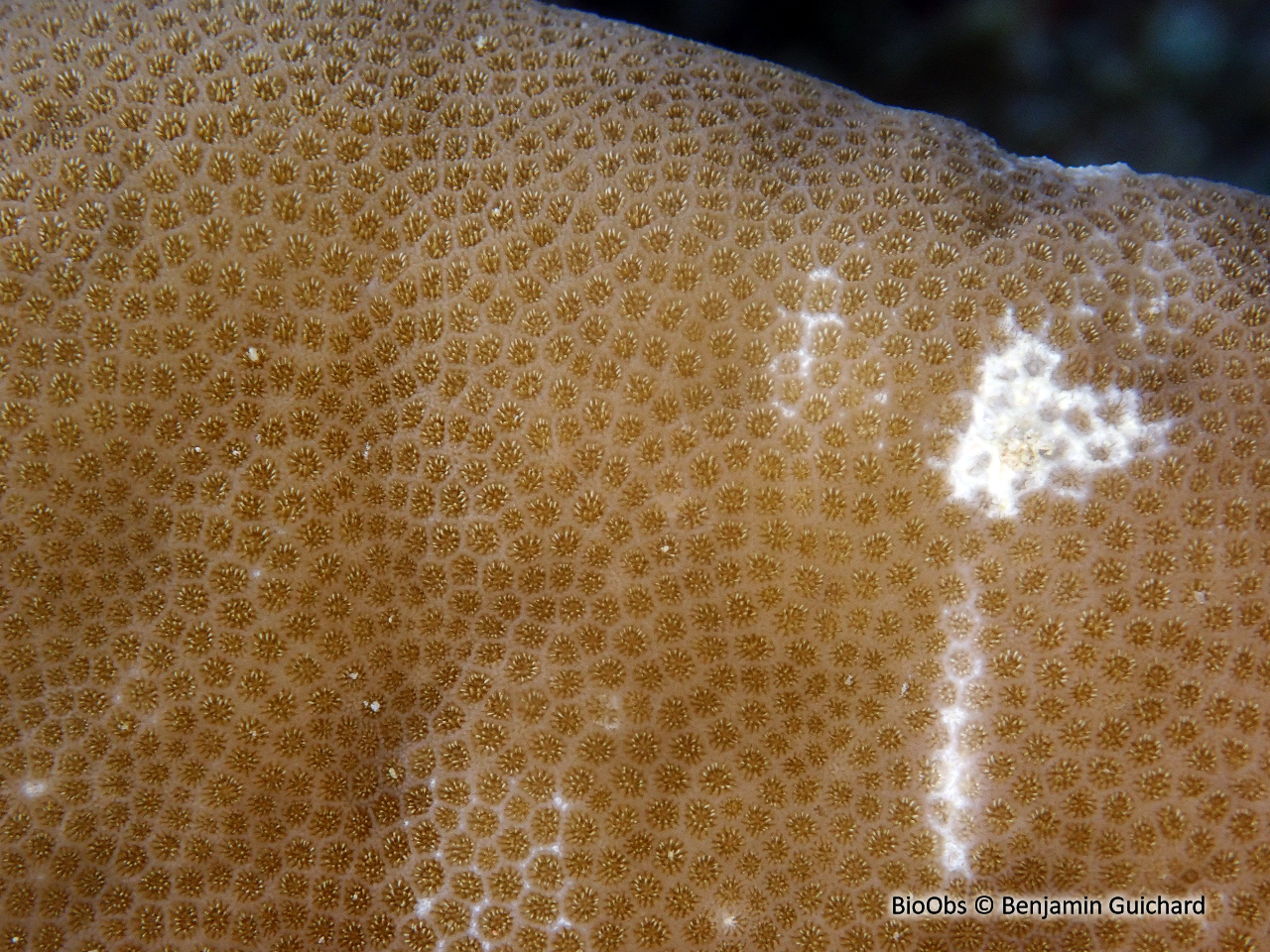 Porites (genre) - Porites sp - Benjamin Guichard - BioObs