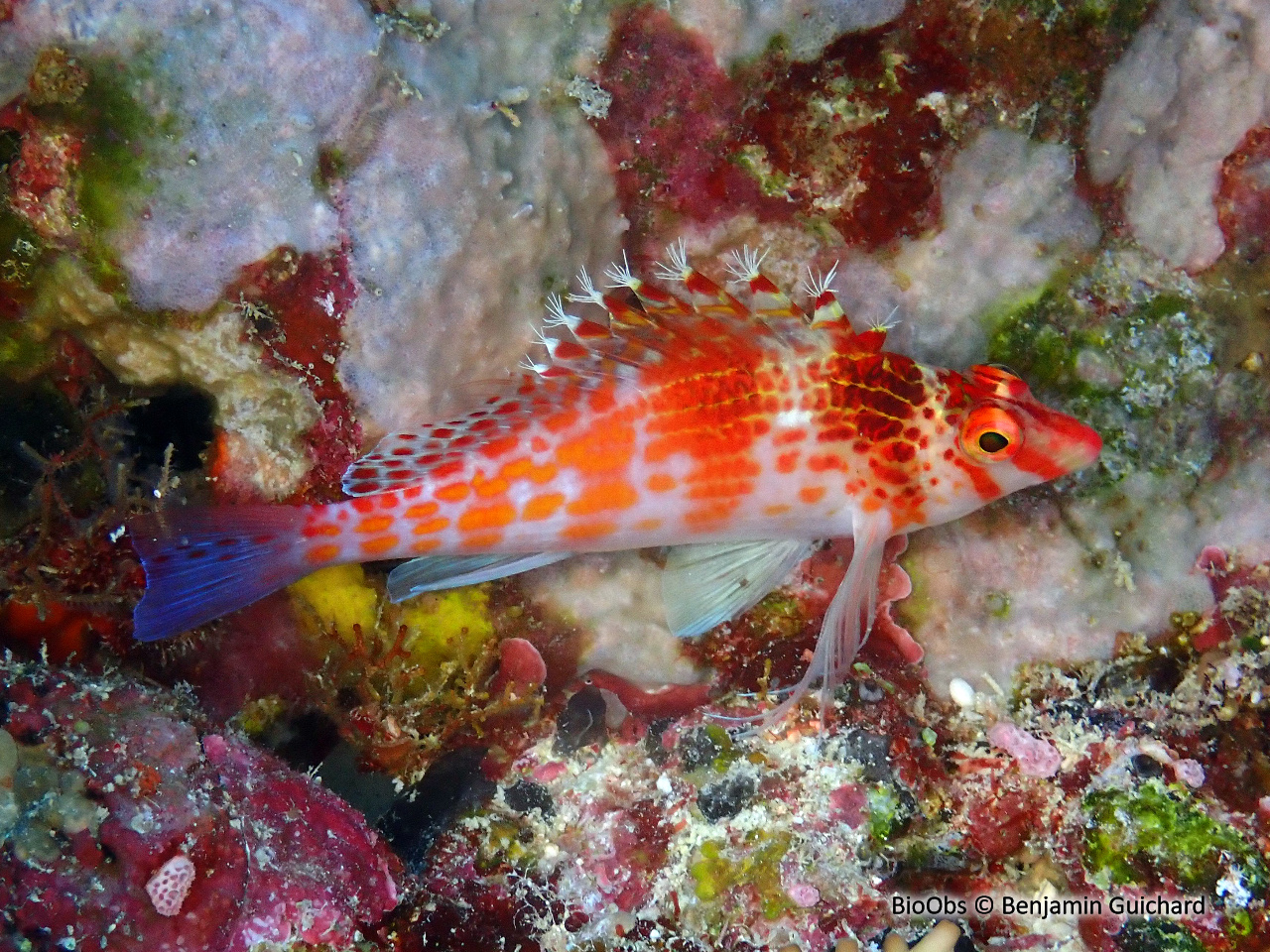 Poisson faucon tacheté - Cirrhitichthys falco - Benjamin Guichard - BioObs