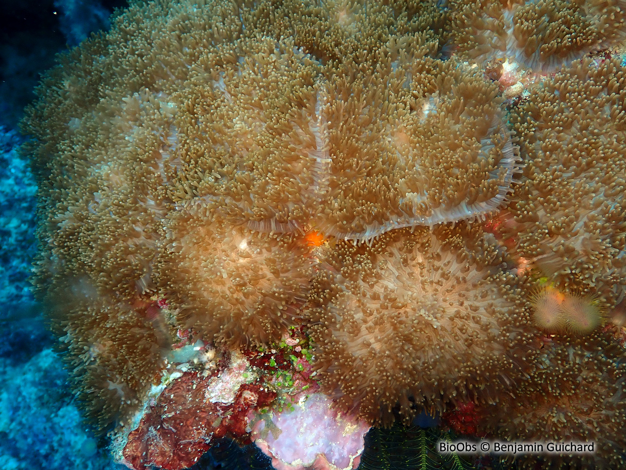 Corail mou à bouche rouge - Rhodactis rhodostoma - Benjamin Guichard - BioObs