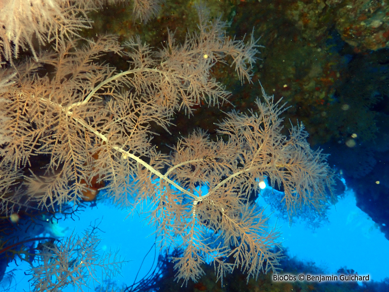 Corail noir tropical - Antipathes spp. - Benjamin Guichard - BioObs