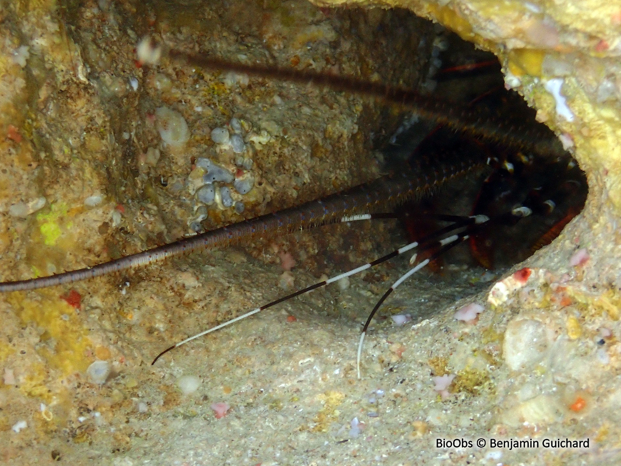 Langouste-porcelaine - Panulirus ornatus - Benjamin Guichard - BioObs