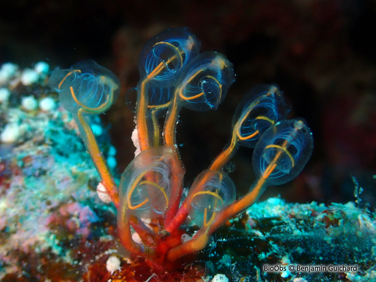 Claveline pédonculée orange - Clavelina detorta - Benjamin Guichard - BioObs