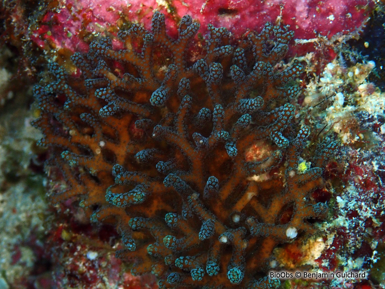 Corail de brousse - Seriatopora caliendrum - Benjamin Guichard - BioObs