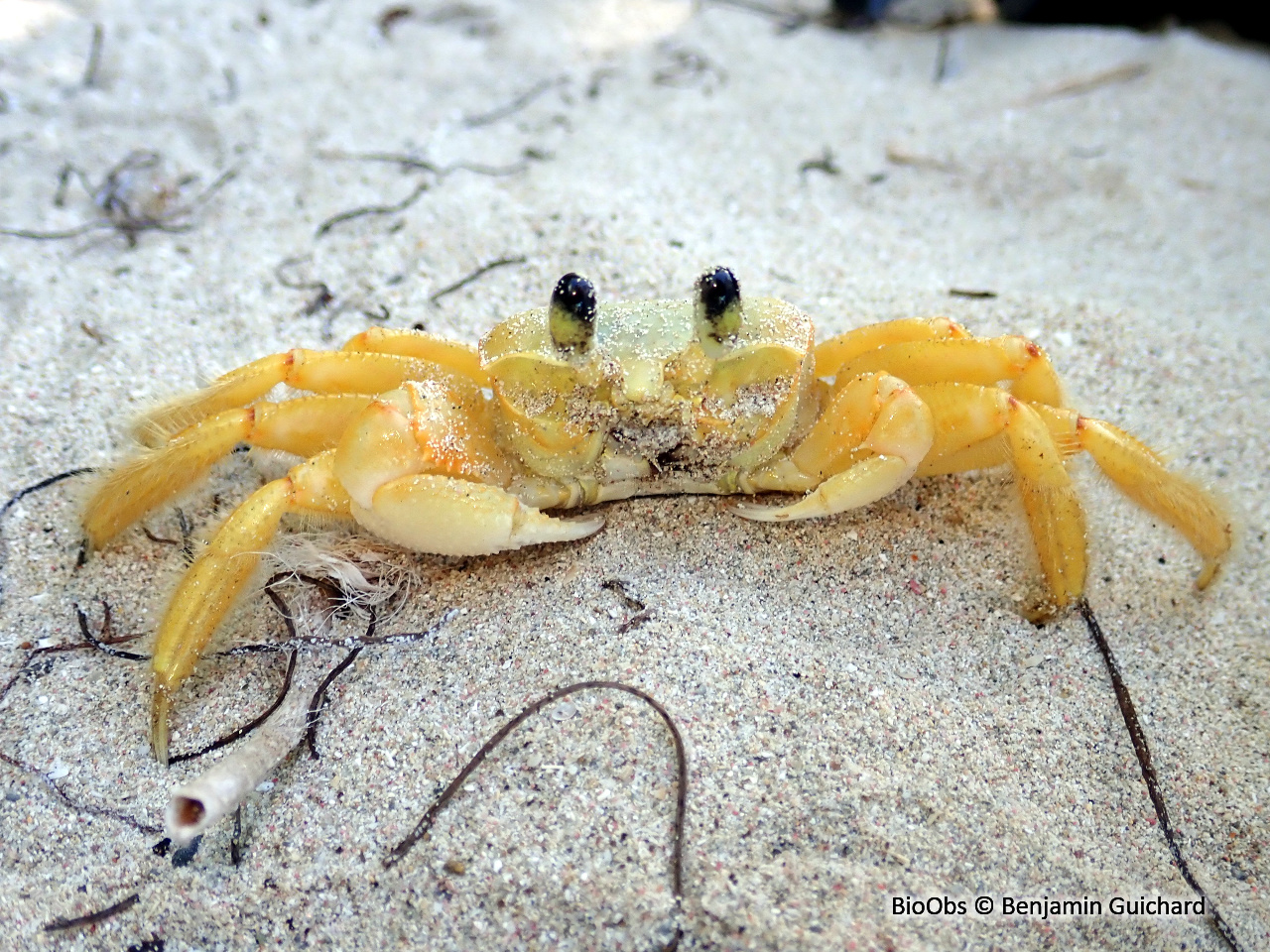 Crabe fantôme atlantique - Ocypode quadrata - Benjamin Guichard - BioObs