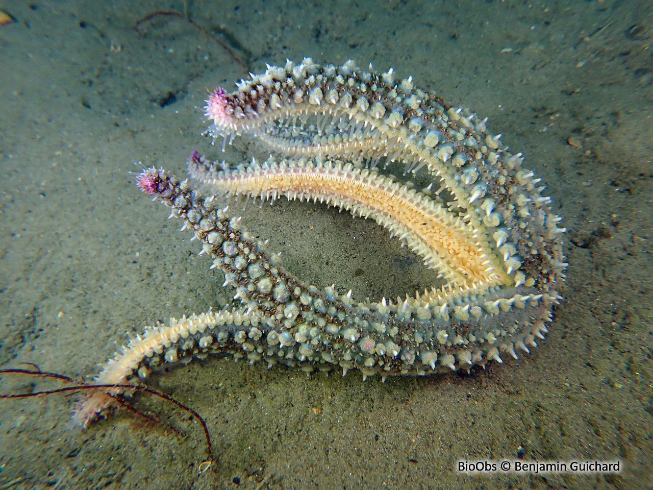 Etoile de mer glaciaire - Marthasterias glacialis - Benjamin Guichard - BioObs