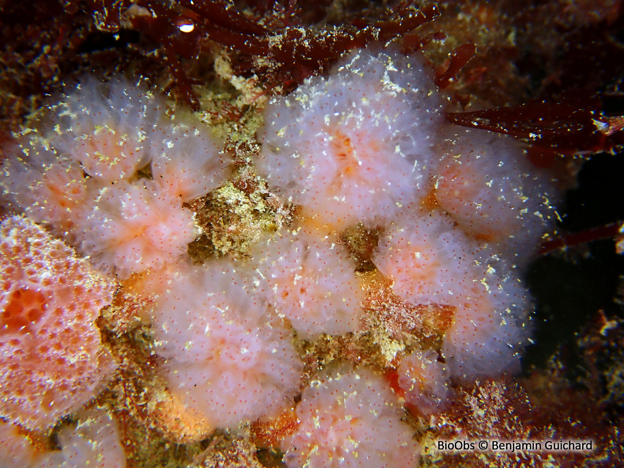 Flocon pédonculé rouge - Morchellium argus - Benjamin Guichard - BioObs