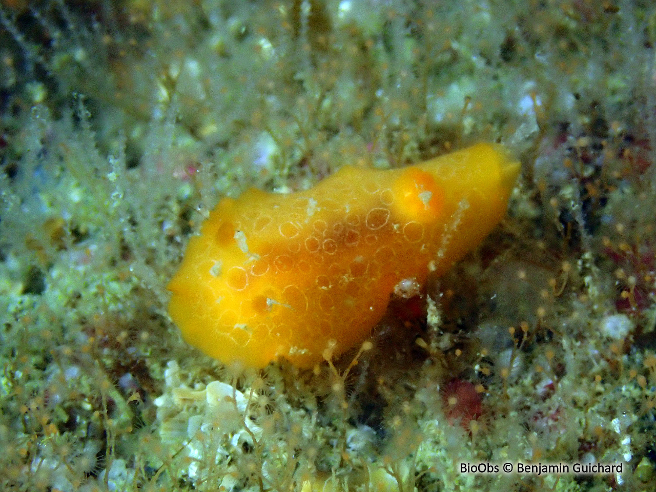 Doris orange - Discodoris rosi - Benjamin Guichard - BioObs