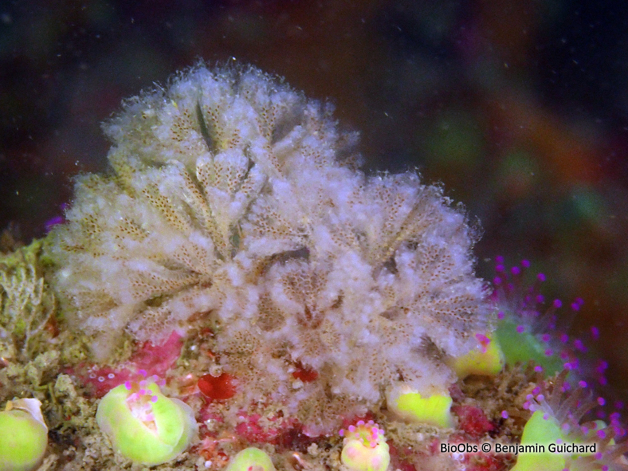 Bryozoaire flocon blanc - Bicellariella ciliata - Benjamin Guichard - BioObs