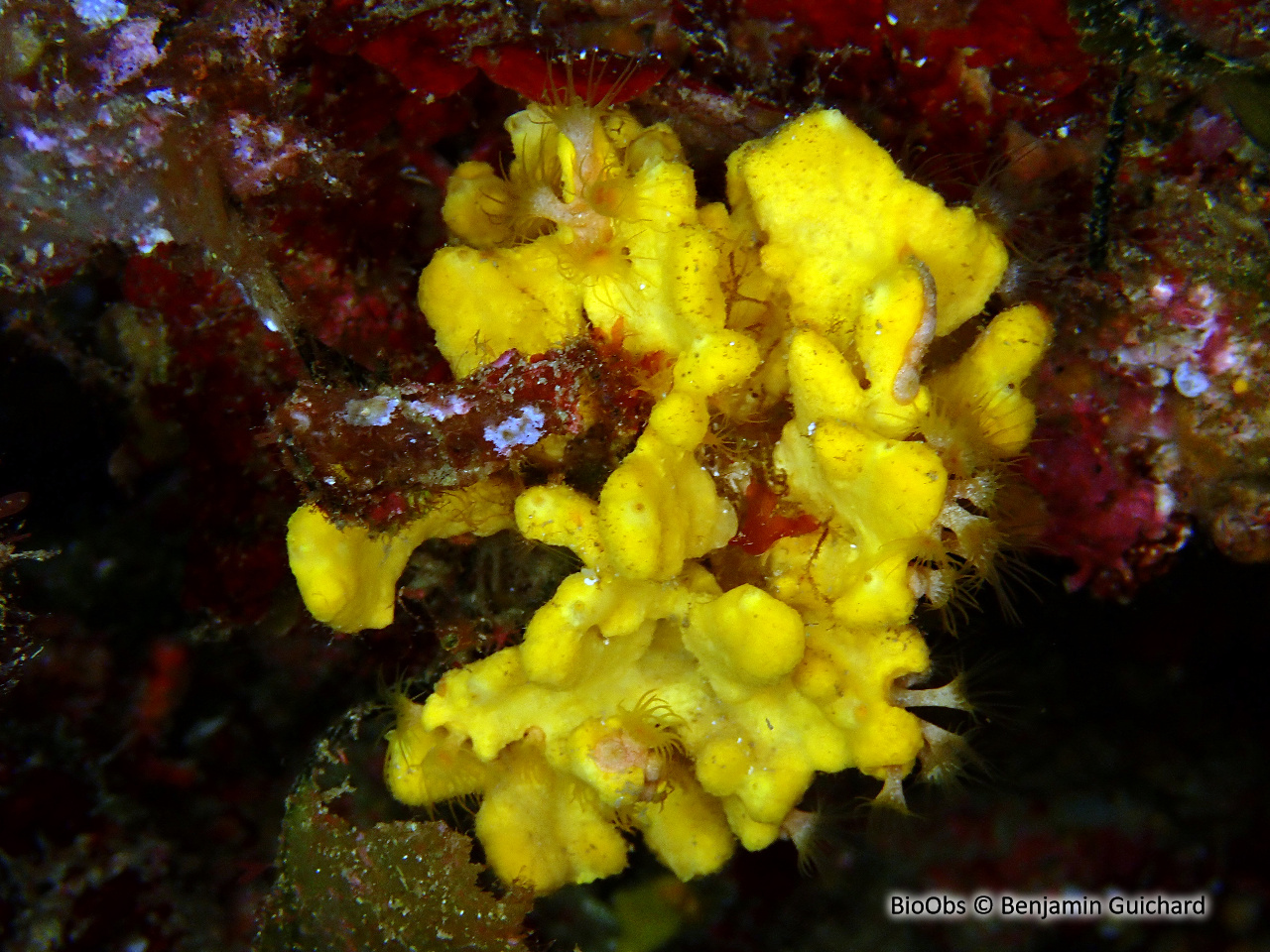 Axinelle plate - Axinella damicornis - Benjamin Guichard - BioObs