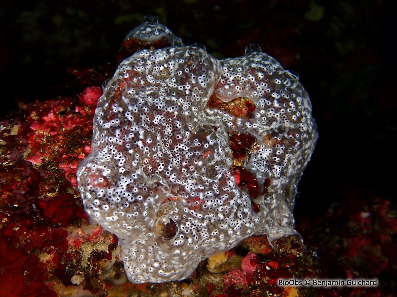 Didemne spongieux - Diplosoma spongiforme - Benjamin Guichard - BioObs