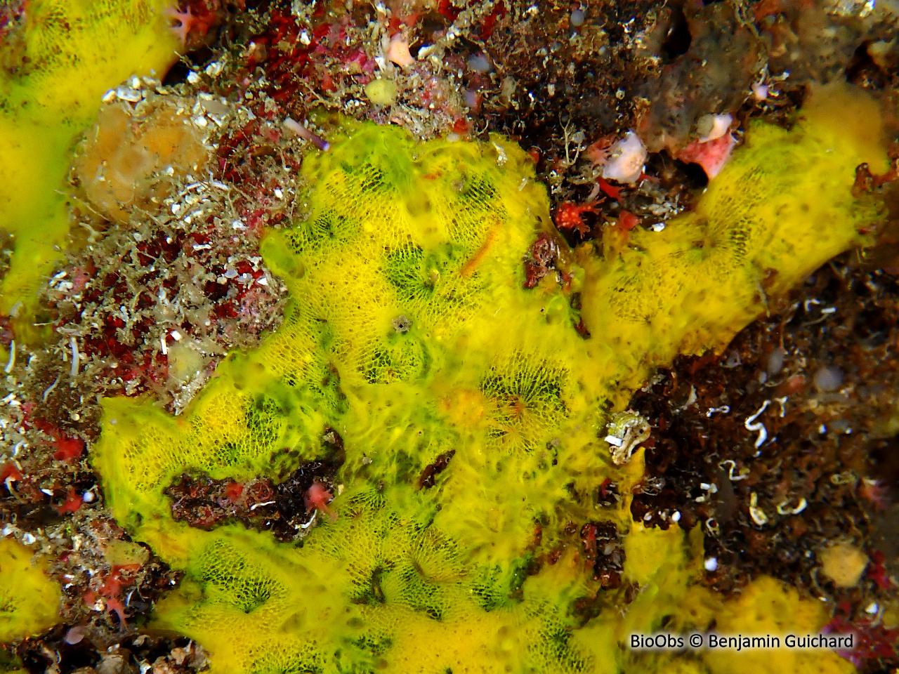 Hexadelle jaune d'or - Hexadella pruvoti - Benjamin Guichard - BioObs