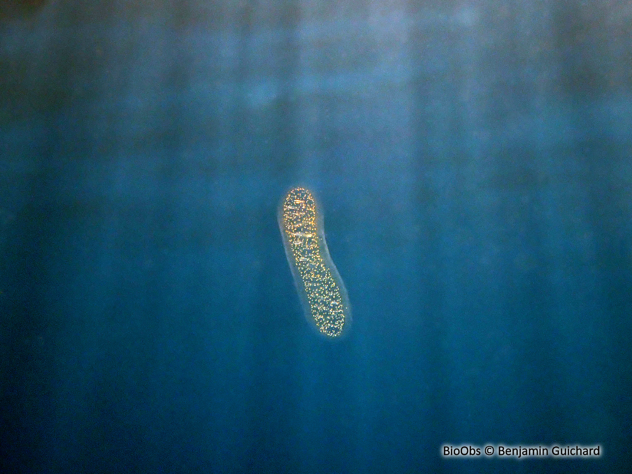 P'tit gluant - Collophidium / Collozoum inerme - Benjamin Guichard - BioObs