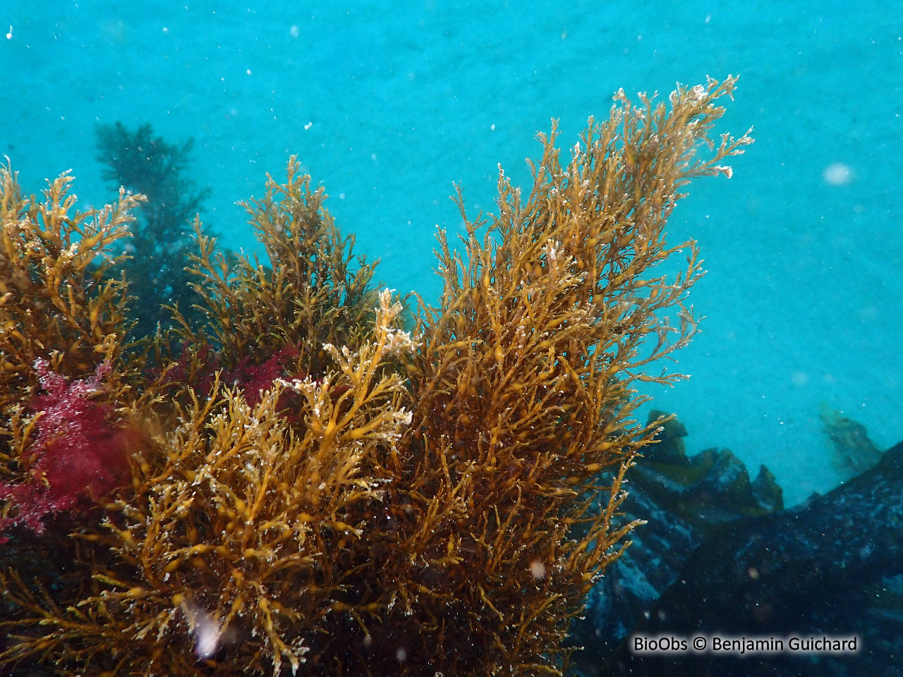 Cystoseire de manche atlantique - Cystoseira spp - Benjamin Guichard - BioObs