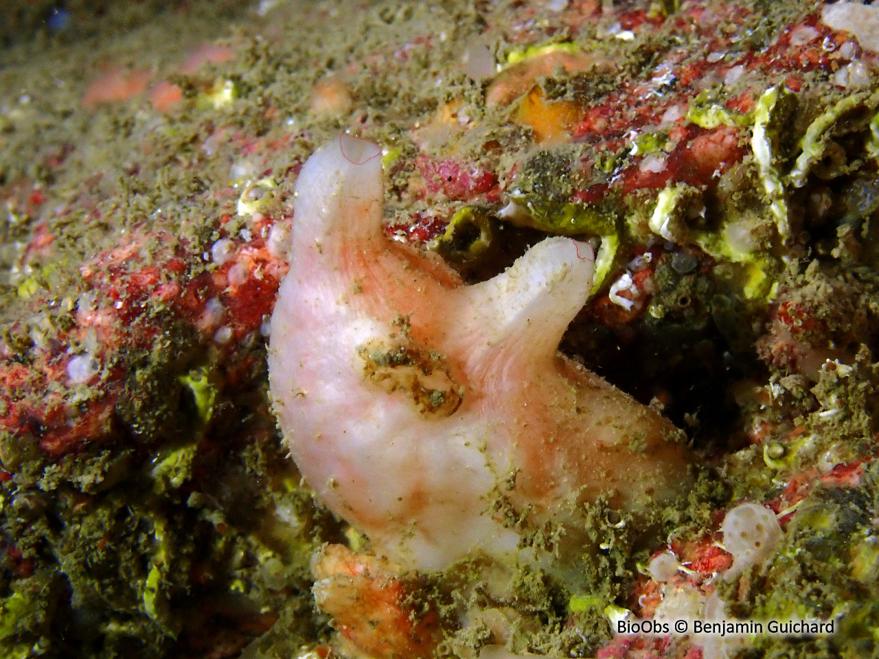 Polycarpe rouge - Polycarpa scuba - Benjamin Guichard - BioObs