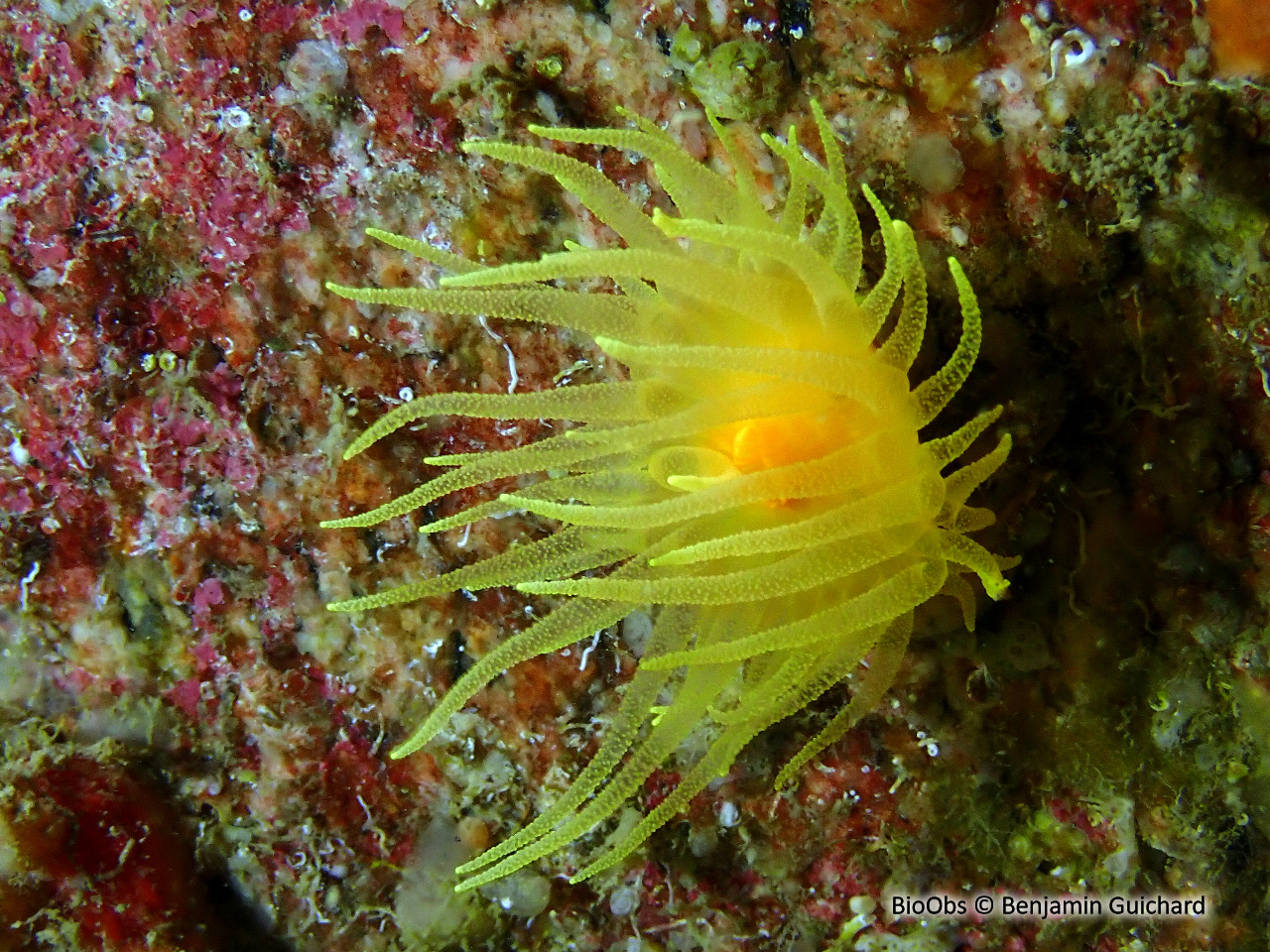 Corail jaune solitaire - Leptopsammia pruvoti - Benjamin Guichard - BioObs